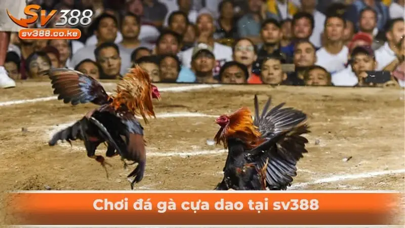 Chơi đá gà cựa dao tại sv388