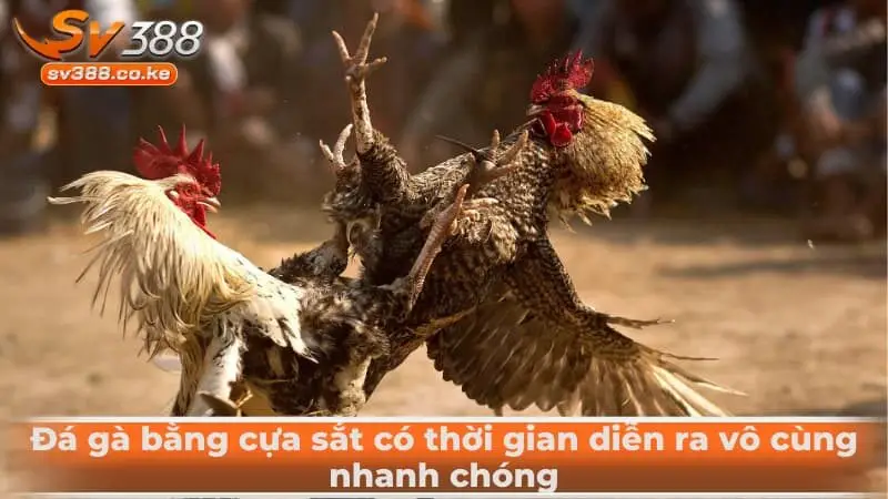 Đá gà bằng cựa sắt có thời gian diễn ra vô cùng nhanh chóng