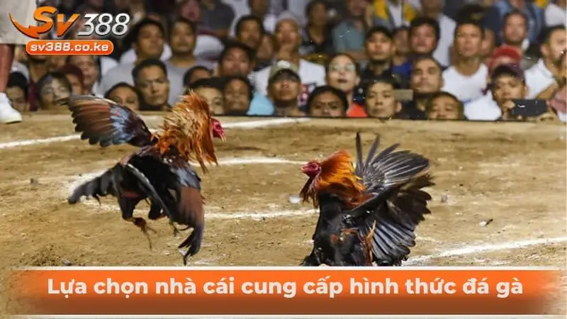 Lựa chọn nhà cái cung cấp hình thức đá gà 